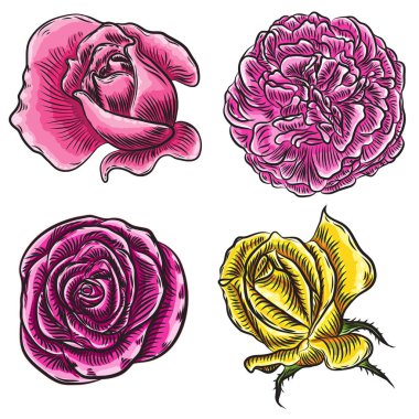 Gül renkli tasarımı için büyük koleksiyonu. Son derece detaylı dizi elinde çizilmiş stil çiçekler. Vektör.