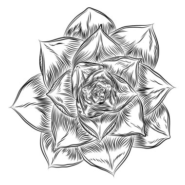 Etli kaktüs çiçeği, elle çizilmiş terrarium Echeveria kaktüsler. Vahşi çiçek egzotik tropik bitki. Vektör.