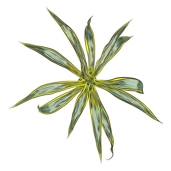 Brillante Planta Tropical Dibujada Vívida Hojas Hojas Exóticas Frescas Ramas — Archivo Imágenes Vectoriales
