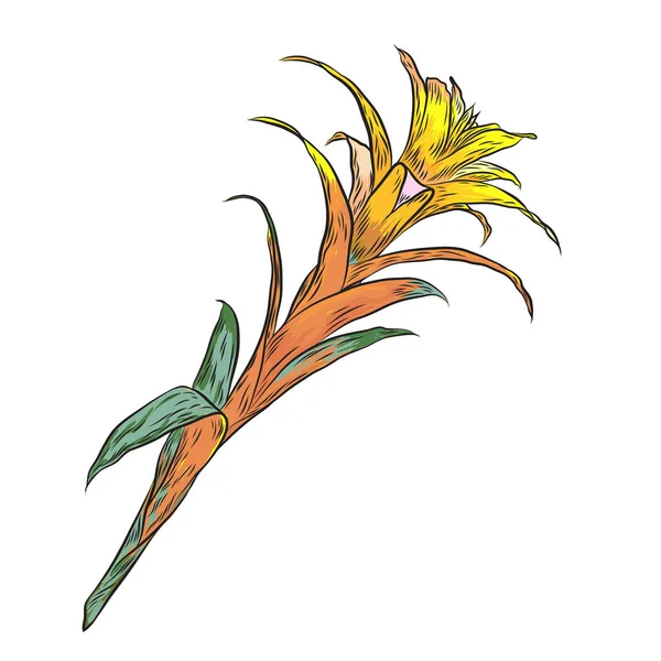 Bromelia vivid flower. Exotic jungle forest fresh plant. Botanical illustration in color. Vector.