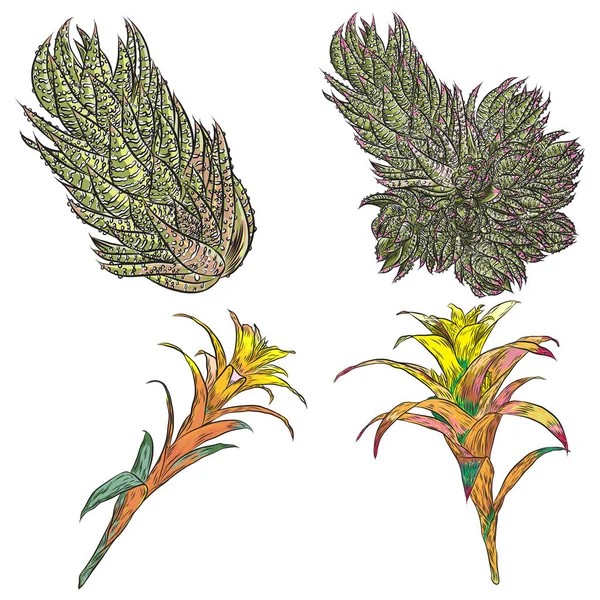 Helles Set Tropischer Blütenblätter Exotische Blattpflanze Botanische Illustration Farbe Vektor — Stockvektor