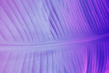 Tropikal ve palmiye doku arka plan canlı kalın karanlık degrade holografik renkler içinde bırakın. En az moda Sürrealizm konsept Sanat.