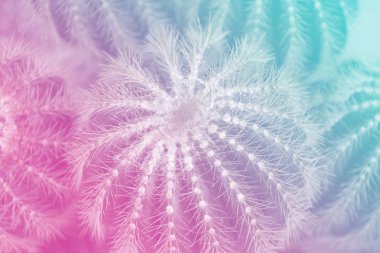 Thorn kaktüs doku arka planda görünümü kapatın. Holografik tonlu renkler.