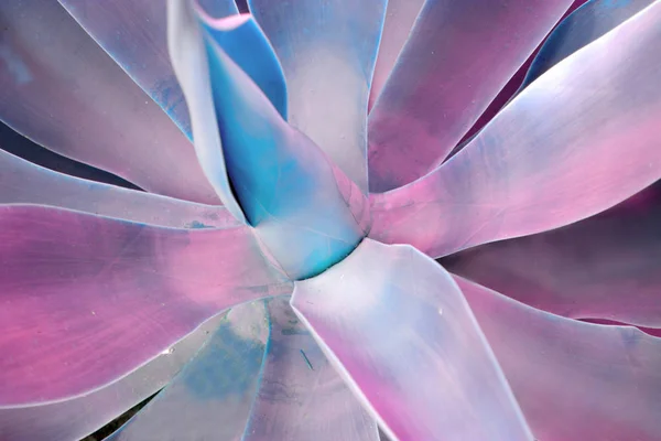Tropische Blätter Rosa Blau Violett Getönt Nahaufnahme Anlage Minimales Konzept — Stockfoto