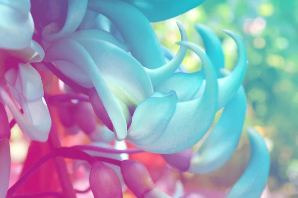 Exotische Blumenpflanze Jadeweinblüte Blau Grün Rosa Holographischen Bunten Verlauf Tropisches — Stockfoto