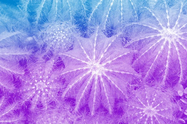 Ultra Violet Blue Neon Pulserande Djärva Holografisk Toningsfärger Filtrerade Cactus — Stockfoto