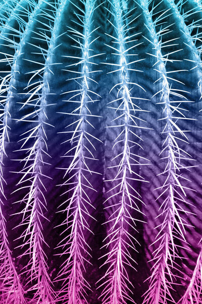 Thorn cactus texture background in close up view. Holographic toned colors.