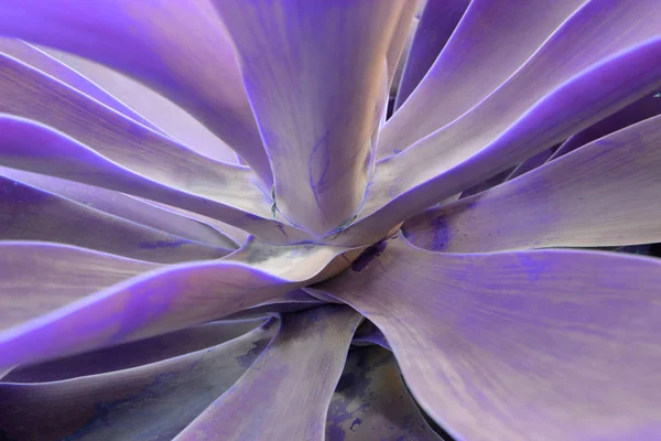 Nahaufnahme Der Aloe Sukkulente Dunklen Holographischen Farben — Stockfoto