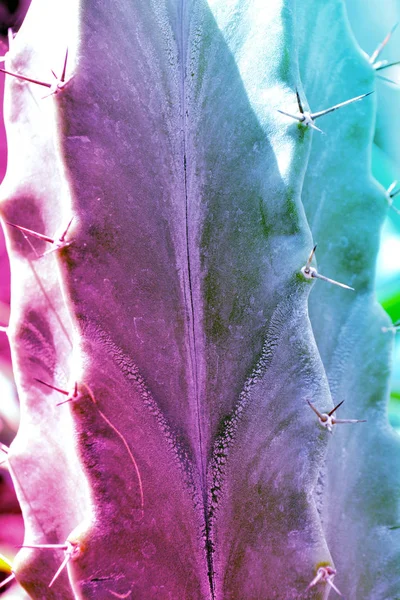 Rosa Lebendige Kühne Farbverlauf Holographischen Farben Kaktus Nahaufnahme Mit Pastellfilter — Stockfoto