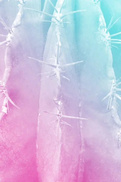 Spina Sfondo Texture Cactus Primo Piano Vista Colori Tonici Olografici — Foto Stock