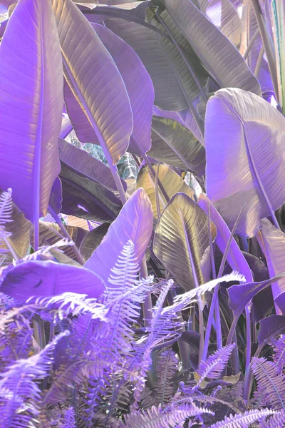 파라다이스 사리와 바나나 어두운 홀로그램 그라데이션 색상으로 — 스톡 사진