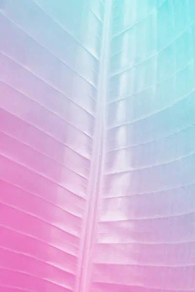 Palmblatt Zweifarbiger Nahaufnahme Lebhaften Kühnen Holographischen Farbverläufen Konzeptkunst Minimaler Surrealismus — Stockfoto