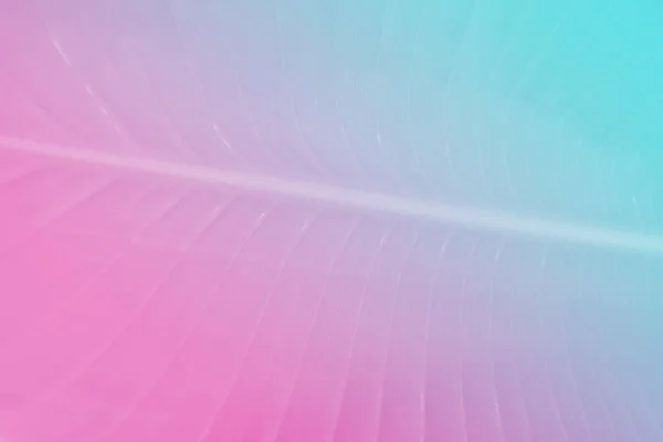 Pastel Canlı Holografik Degrade Renkler Muz Fern Ile Mor Pembe — Stok fotoğraf