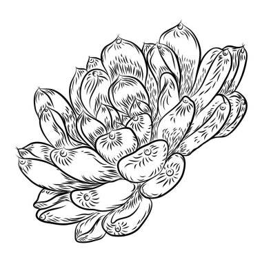 Tropikal bitki, el çizimi, kaktüs çiçek guzmania, echeveria, sulu. Vektör.