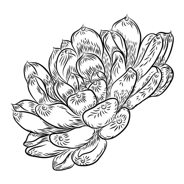 Pianta Tropicale Disegno Mano Fiore Cactus Guzmania Echeveria Succulenta Vettore — Vettoriale Stock