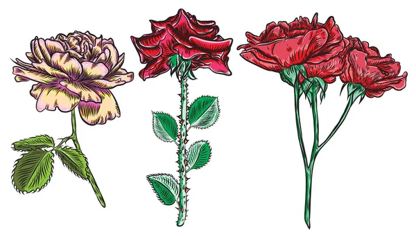 Vintage Floral Détaillé Rose Dessinée Main Avec Des Feuilles Ensemble — Image vectorielle