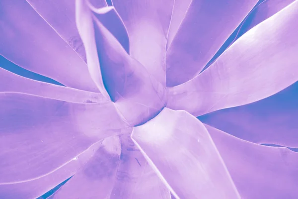 熱帯の葉 トーン ブルー バイオレット 活気のあるホログラムのグラデーションで植物最小限の概念の背景を閉じる — ストック写真
