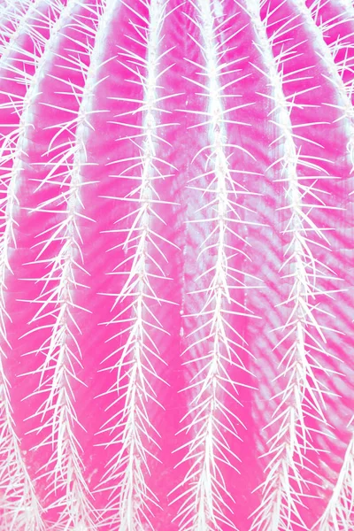 ピンク鮮やかな大胆なグラデーション ホログラム色サボテン パステル フィルター バック グラウンド コピー スペースをクローズ アップ 最小限の創造的な静物ビュー — ストック写真
