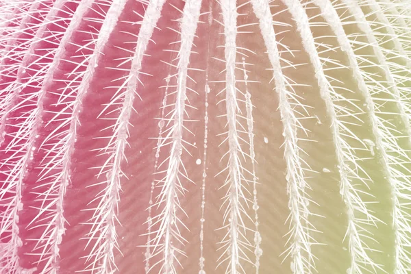 Rosa Vivace Gradiente Grassetto Colori Olografici Cactus Vicino Con Sfondo — Foto Stock