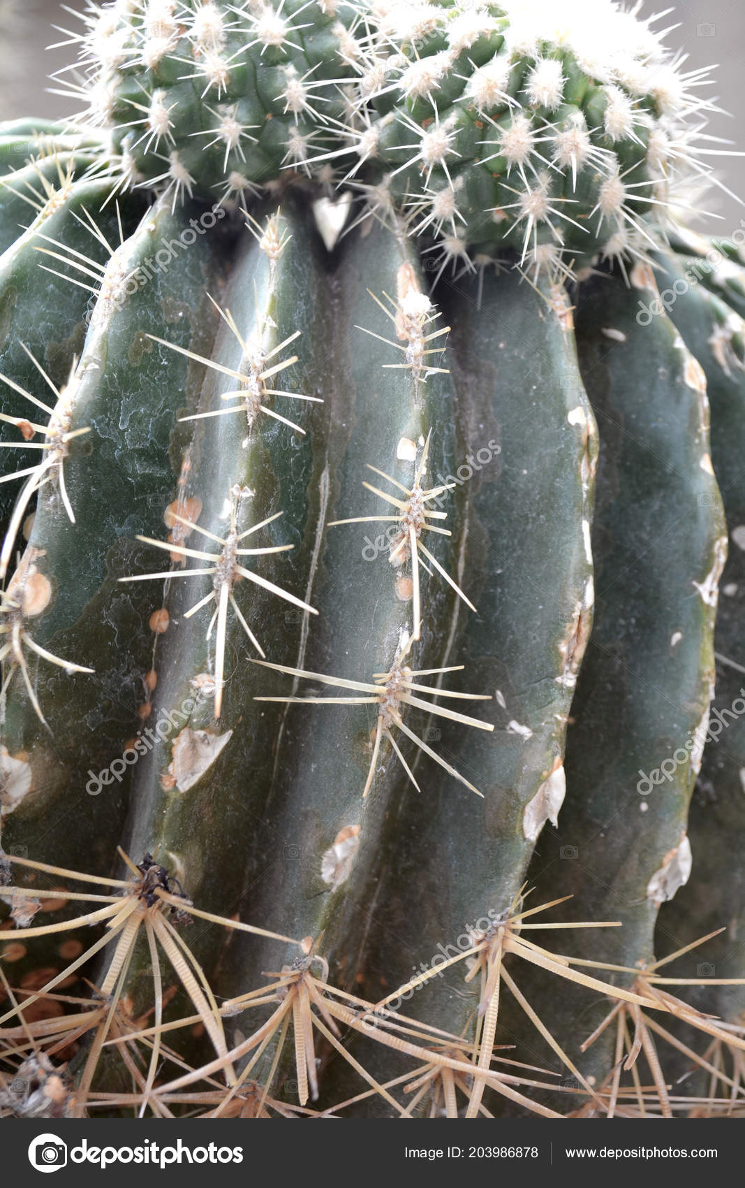 Cactus Background Natural Green Color Close Concept Art Stock Photo by ...