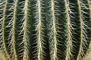 Kaktüs moda tasarım orijinal yeşil renkli. En az natürmort kadar kapatın. Trendy sulu ruh arka plan.