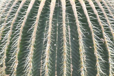 Kaktüs moda tasarım orijinal yeşil renkli. En az natürmort kadar kapatın. Trendy sulu ruh arka plan.