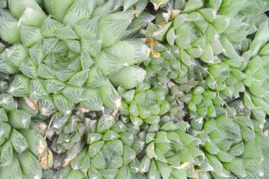 Olağandışı sulu kaktüs fabrikayı kapatmak filtreleri yeşil renk doğal olarak. Moda sanat kavramına. Tropikal kozmik dalları ile arka plan.