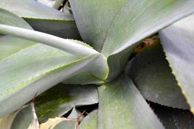 Kaktüs sulu soyut tonda doğal desen ve renk arka planda, yeşil kapatın. Tropikal yaprak.