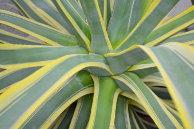 Kaktüs sulu soyut tonda doğal desen ve renk arka planda, yeşil kapatın. Tropikal yaprak.