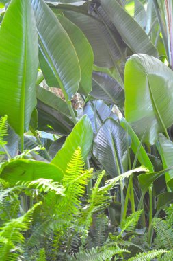 Tropikal bitki örtüsü bitki bush çiçek Aranjman doğa arka plan zemin bırakır.