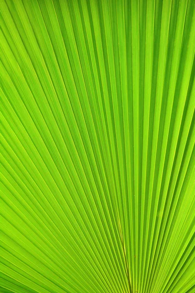 Rayures Vertes Abstraites Nature Fond Texture Fougère Des Feuilles Palmier — Photo
