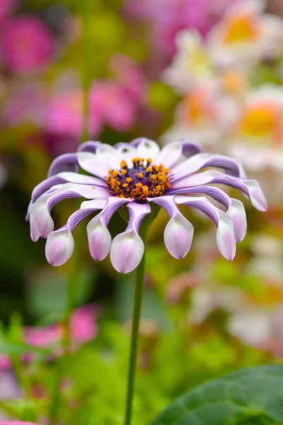 Flor Púrpura Incomum Planta Floral Exótica Violeta Folhagem Tropical Fundo — Fotografia de Stock