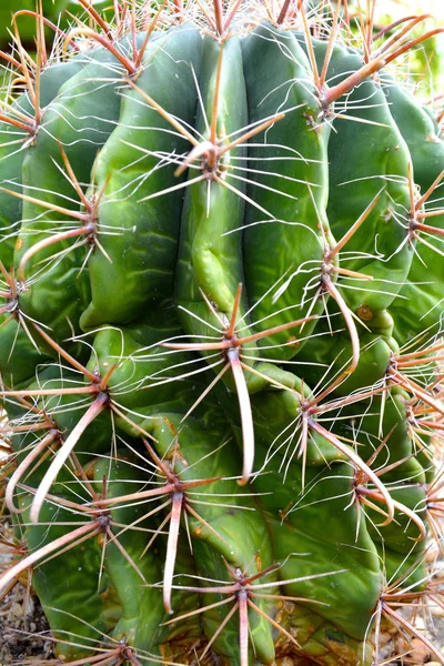 Cactus Vert Succulent Dans Les Couleurs Vertes Fermer Plante Fond — Photo