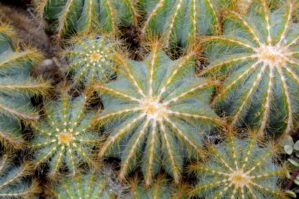 Cactus Verde Succulento Nei Colori Verde Close Impianto Fondo — Foto Stock