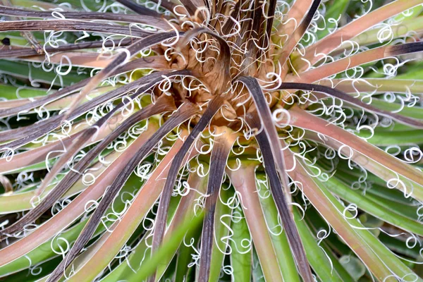 Feuilles Tropicales Ton Vert Pas Filtres — Photo