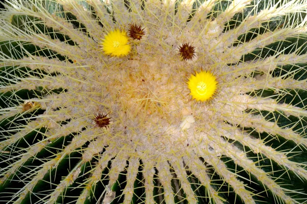 Yeşil kaktüs. Etli yeşil renklerde. Arka plan bitki kapatın. 