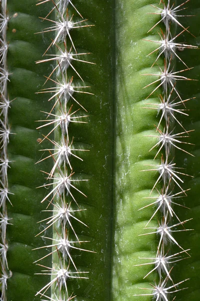 Kakteen Modedesign Ursprünglicher Grüner Farbe Nahaufnahme Minimaler Stillleben Trendige Saftige — Stockfoto