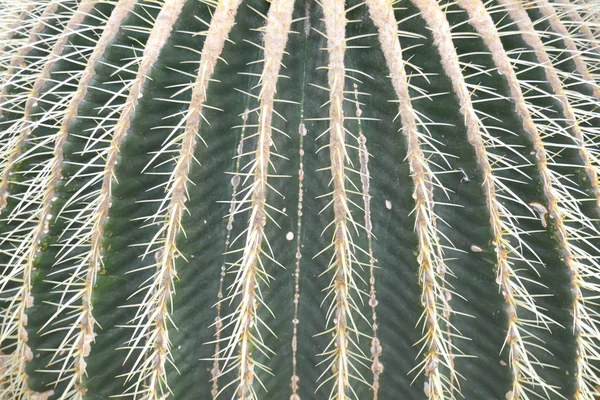 Cactus Design Mode Dans Couleur Verte Originale Fermez Nature Morte — Photo