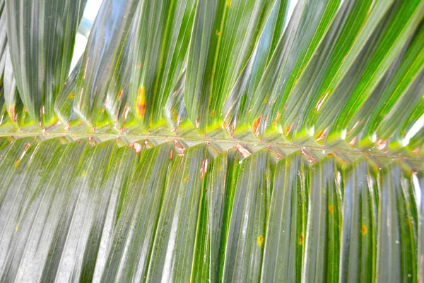 Rayures Vertes Abstraites Nature Fond Texture Fougère Des Feuilles Palmier — Photo