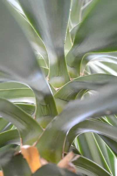 Feuilles Tropicales Ton Vert Pas Filtres — Photo