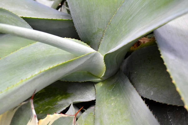 Kaktüs sulu soyut tonda doğal desen ve renk arka planda, yeşil kapatın. Tropikal yaprak.