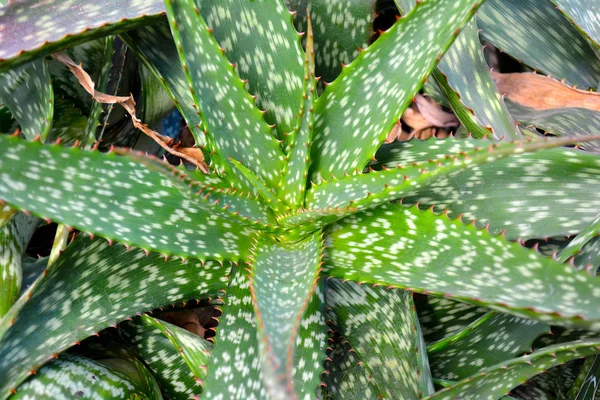 Kaktus Saftige Abstrakte Nahaufnahme Natürlichem Muster Und Farbhintergrund Grün Getönt — Stockfoto