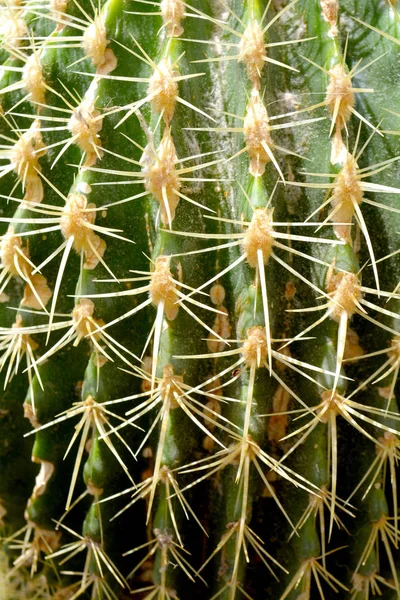 Cactus Verde Suculenta Colores Verdes Primer Plano Planta Fondo — Foto de Stock