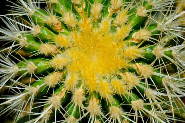 Cactus Verde Suculenta Colores Verdes Primer Plano Planta Fondo — Foto de Stock