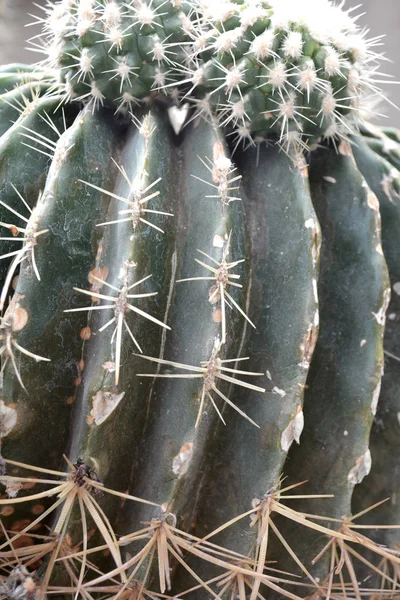 Kaktus Hintergrund Natürlicher Grüner Farbe Nahaufnahme Konzeptkunst — Stockfoto