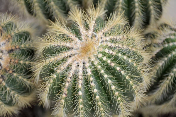 Kaktus Hintergrund Natürlicher Grüner Farbe Nahaufnahme Konzeptkunst — Stockfoto