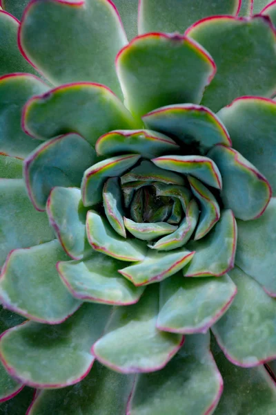 Kaktüs sulu soyut tonda doğal desen ve renk arka planda, yeşil kapatın. Tropikal yaprak.