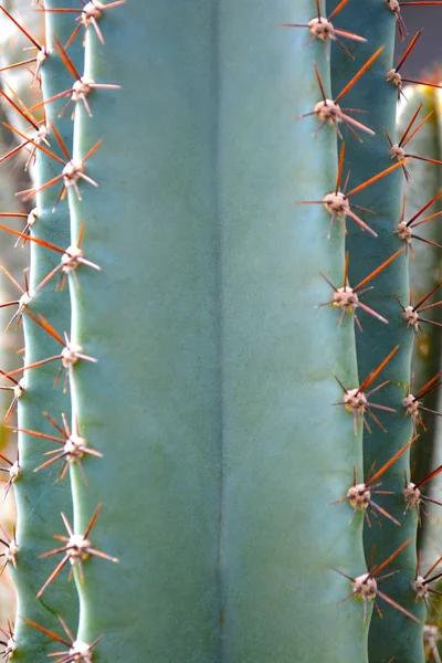 Cactus Plant Als Een Close Groene Kleur Achtergrond Met Kopie — Stockfoto
