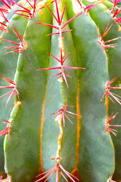 Planta Cactus Como Fondo Color Verde Cercano Con Espacio Copia — Foto de Stock