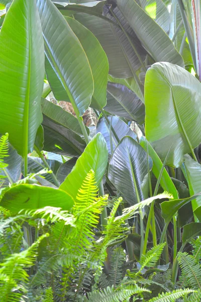 Tropikal bitki örtüsü bitki bush çiçek Aranjman doğa arka plan zemin bırakır.